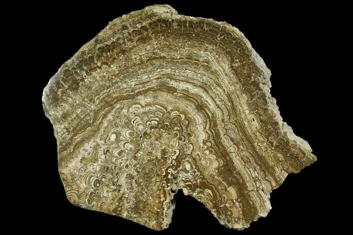 Polished, Miocene Stromatolite (Oncholites) Fossil - New Zealand #150374